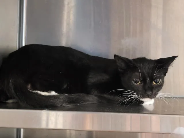 A baby large-sized female Domestic Short Hair cat named Jade for adoption in San Pedro, CA