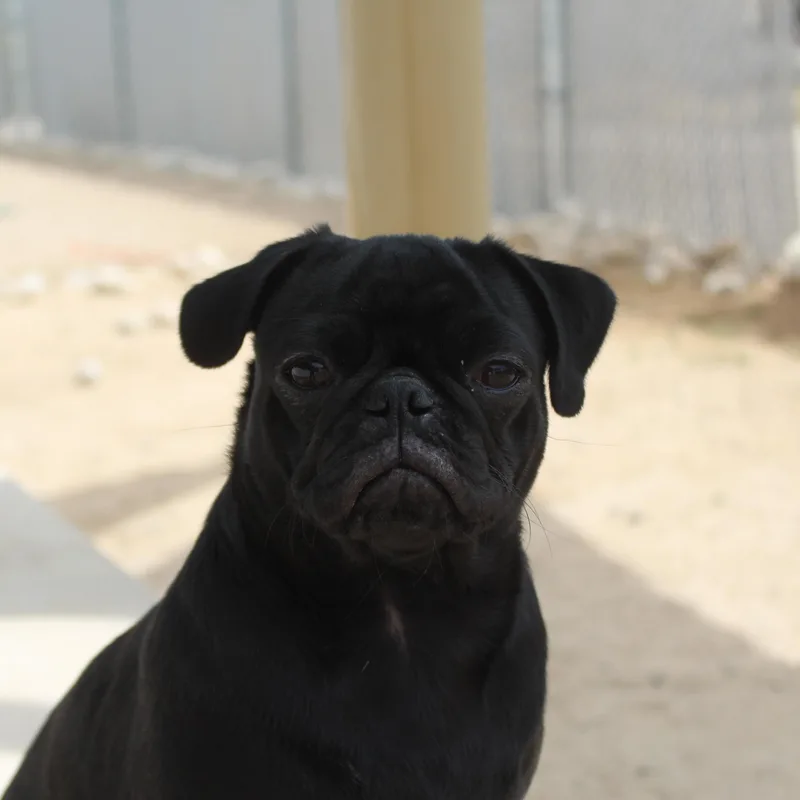 A young small-sized female Black Pug dog named Salem for adoption in Yucca Valley, CA