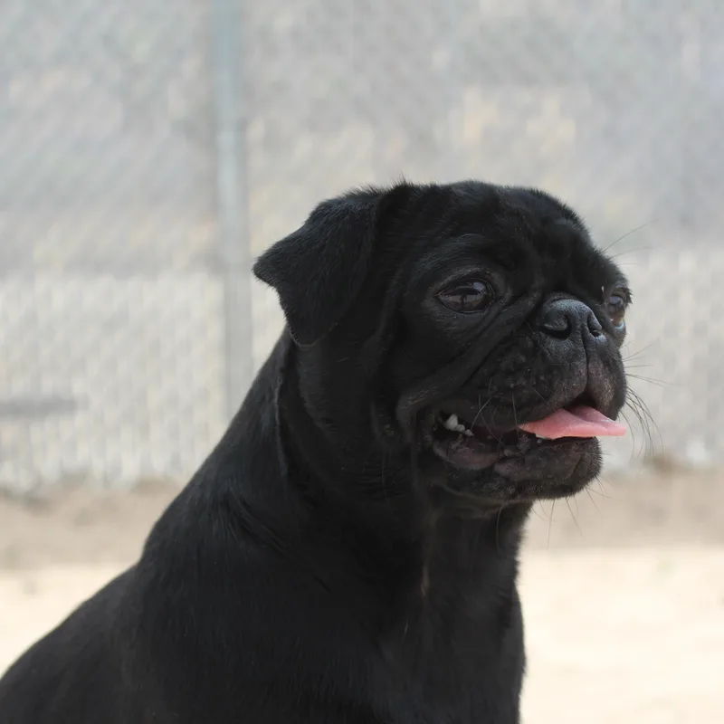 Salem thumbnail 3