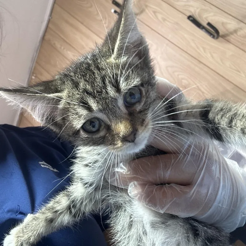 A baby small-sized male Black Domestic Short Hair cat named Fabian for adoption in Leander, TX