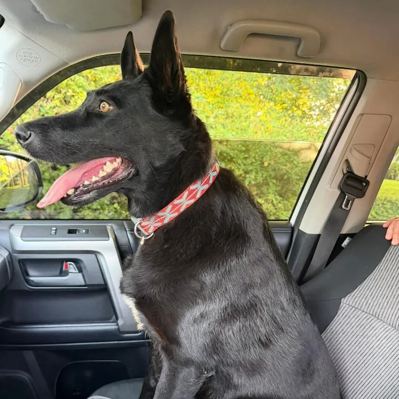An adult large-sized female Black German Shepherd Dog dog named Nova for adoption in Jefferson city, TN