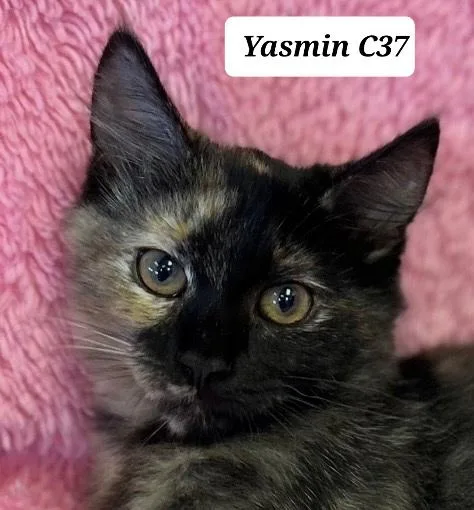 Yasmin