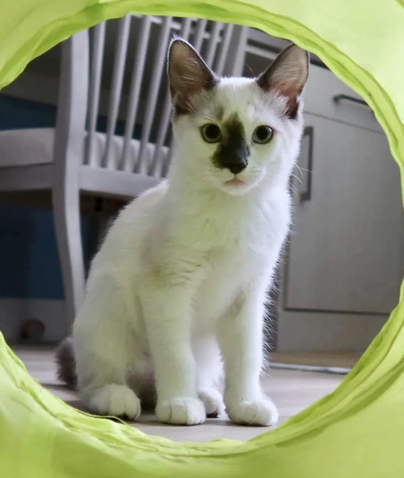 Mochi