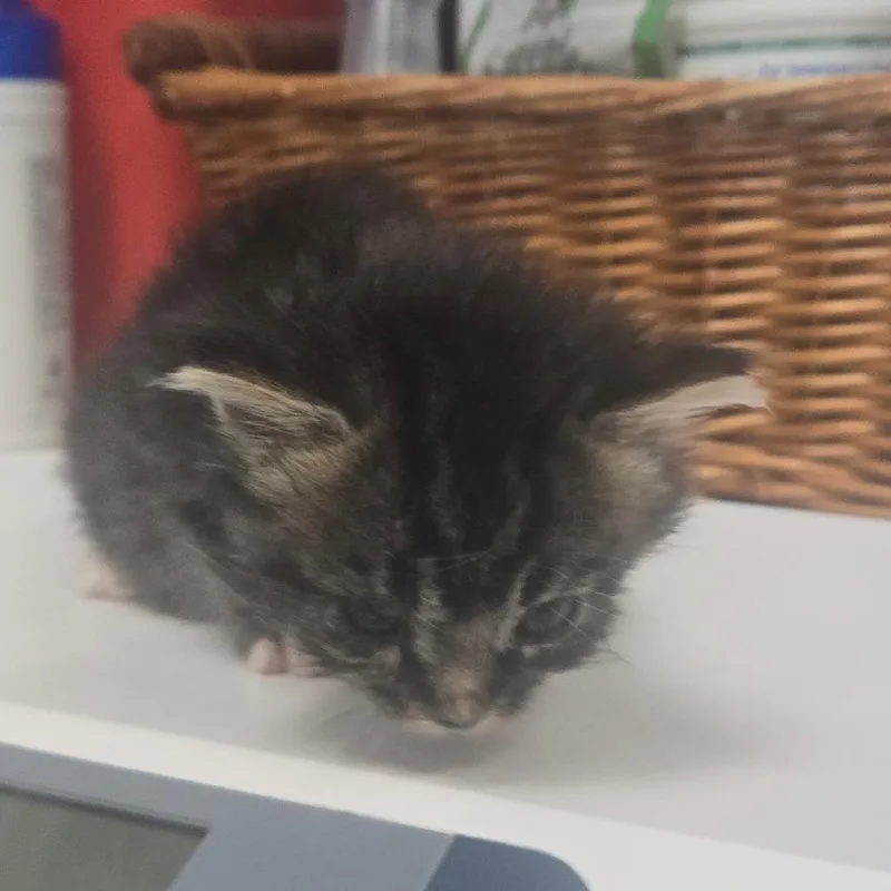 A baby small-sized male Brown / Chocolate Domestic Short Hair cat named Clover for adoption in Milton, FL