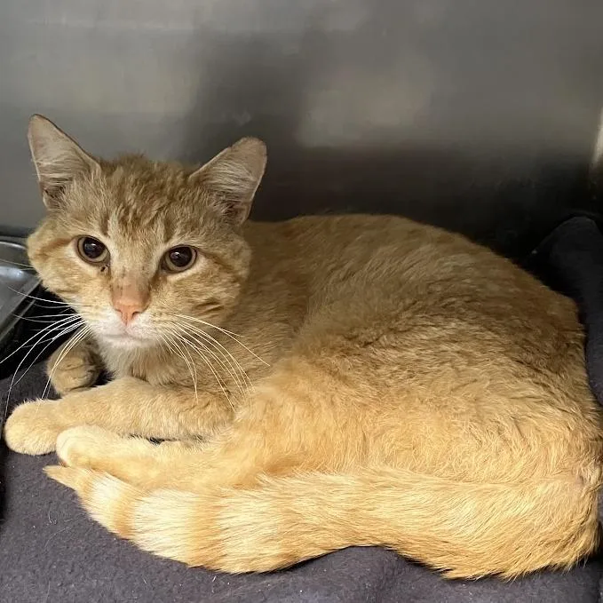 A young medium-sized male Orange / Red Domestic Short Hair cat named Homebody for adoption in DeKalb, IL