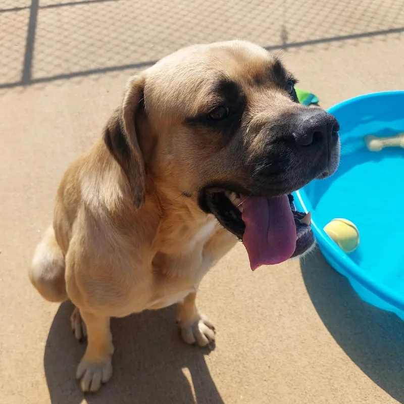 An adult large-sized male Yellow / Tan / Blond / Fawn Mastiff dog named Hank for adoption in Corydon, IN