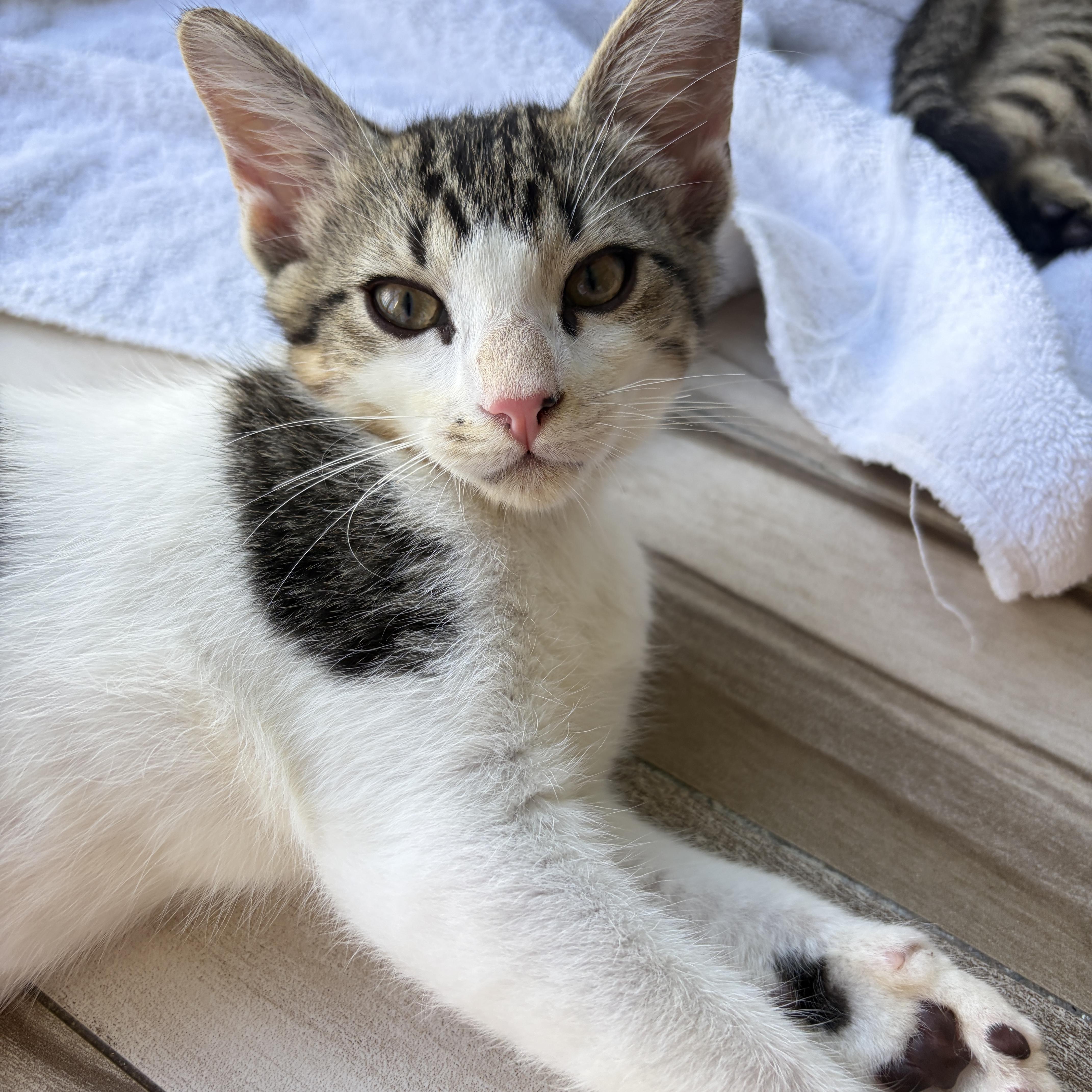 A baby medium-sized male White Domestic Short Hair cat named Huey for adoption in Lauderhill, FL