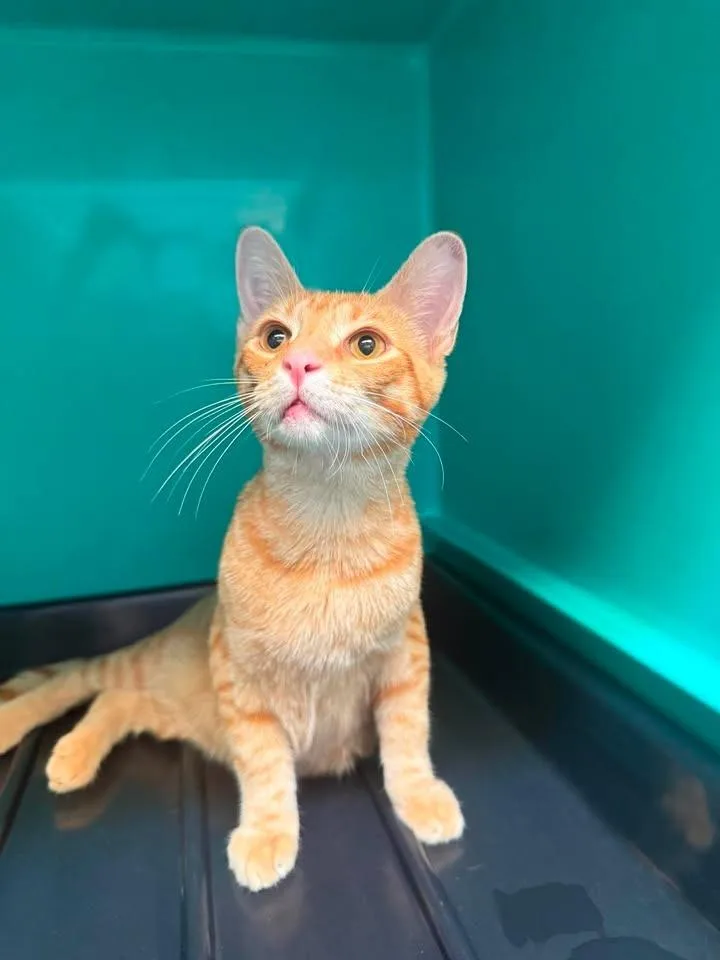 Miso