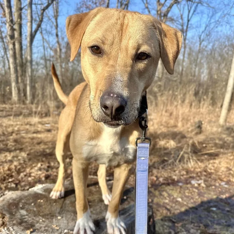 Senator Giggles thumbnail 2