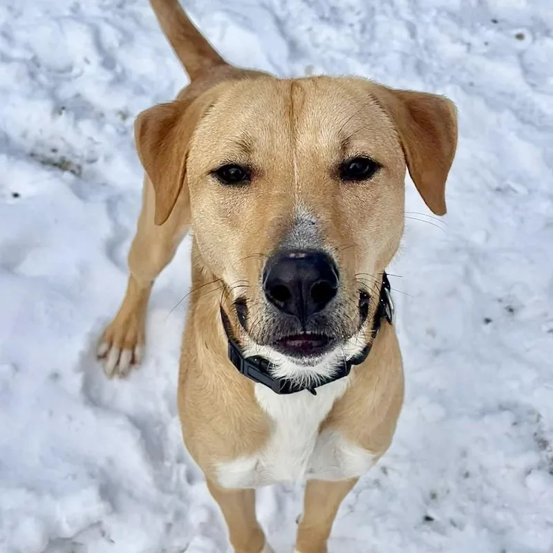 Senator Giggles thumbnail 3