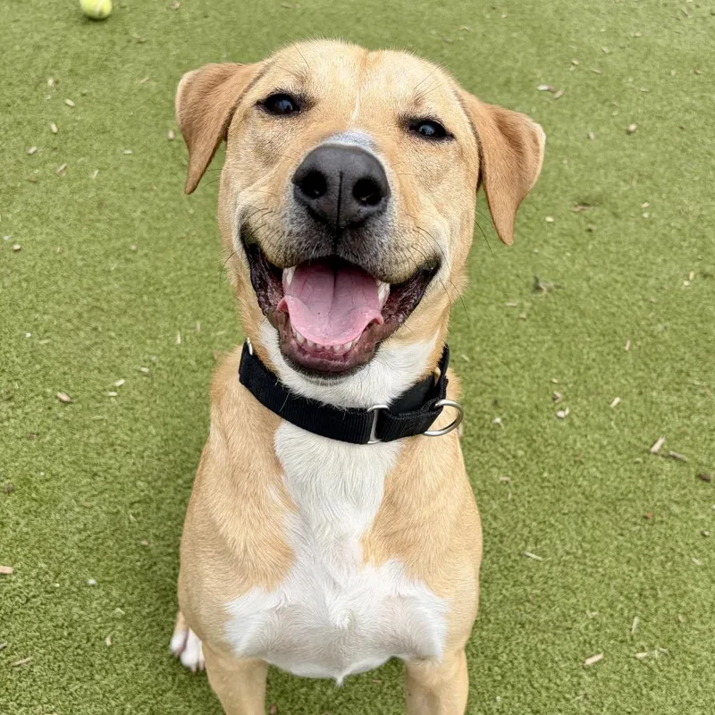 Senator Giggles thumbnail 4