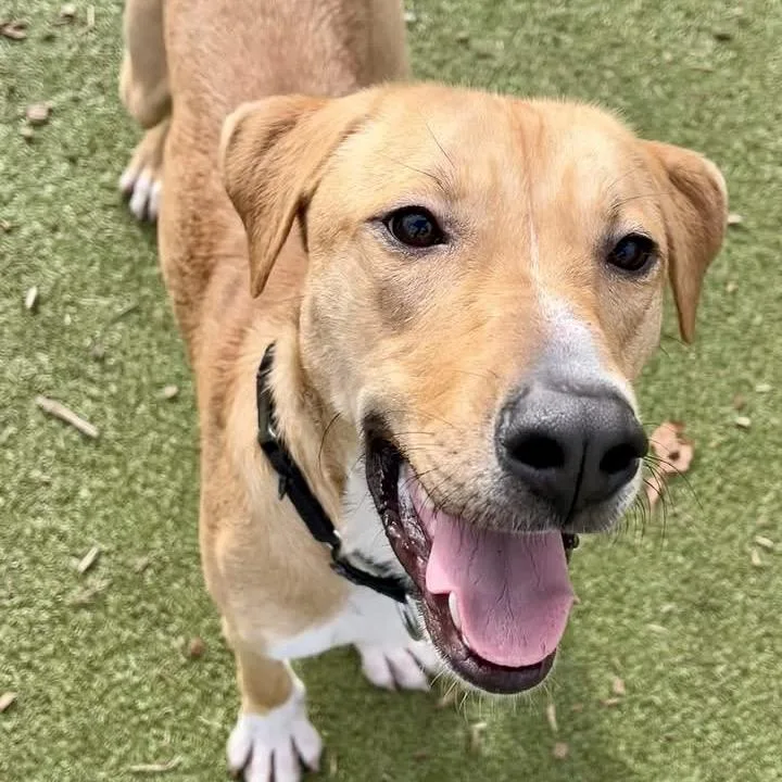 Senator Giggles thumbnail 5