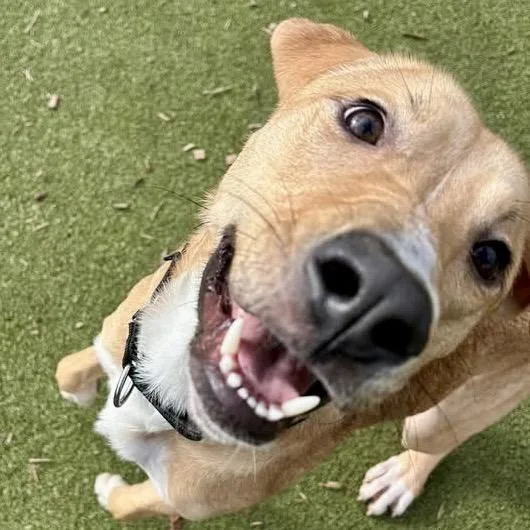 Senator Giggles thumbnail 6