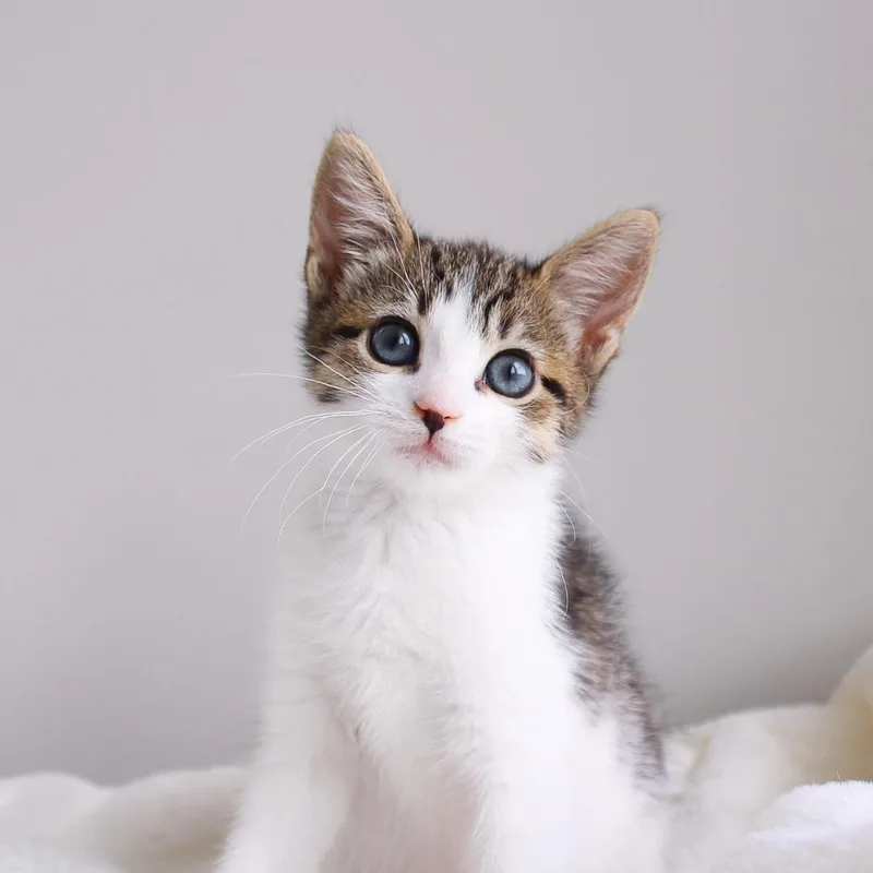A baby medium-sized female White Domestic Short Hair cat named Linsy for adoption in Wayne, NJ