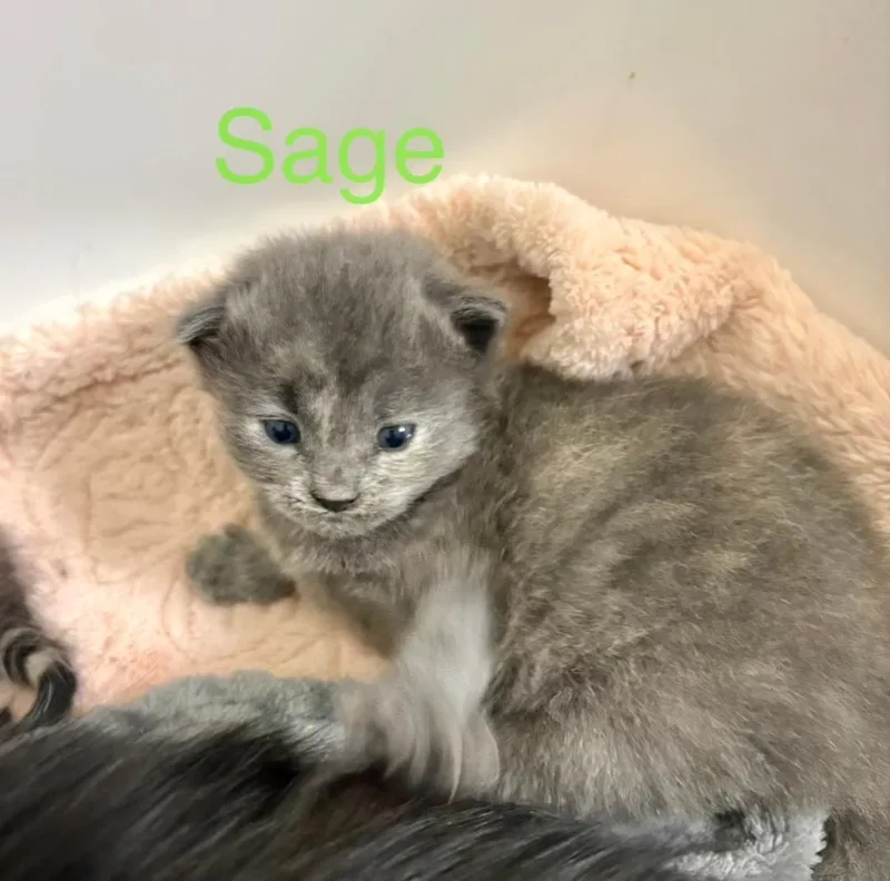 A baby medium-sized female Gray / Blue / Silver Domestic Long Hair cat named Sage for adoption in Winter Haven, FL