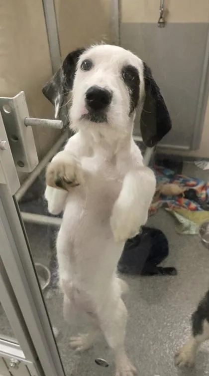 A baby large-sized female Mixed Breed dog named Harper for adoption in Bellevue, WA