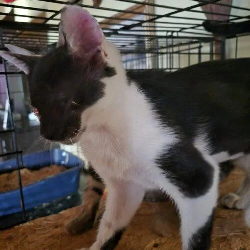 A baby small-sized female Domestic Short Hair cat named Suzy ROSE Z for adoption in Tampa, FL