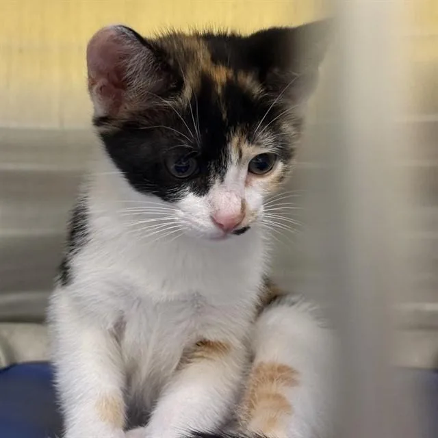 A baby small-sized female Domestic Short Hair cat named Darla for adoption in Alameda, CA