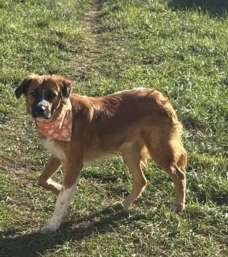 An adult small-sized male Collie dog named Blaze for adoption in South Bend, IN