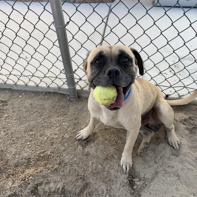 An adult medium-sized male Boxer dog named Peter for adoption in Thousand Palms, CA