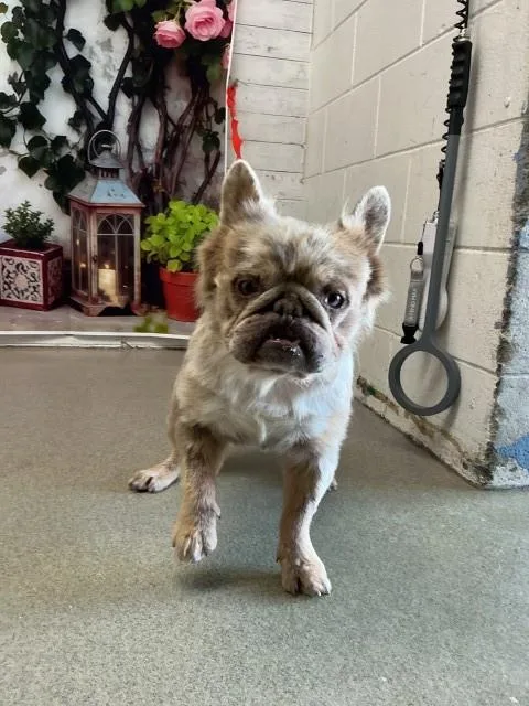 A young medium-sized male French Bulldog dog named Richard for adoption in San Bernardino, CA