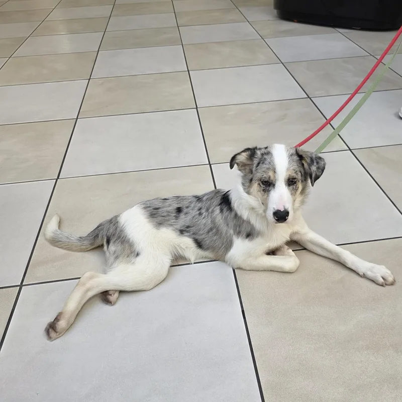A young medium-sized male Merle (Blue) Border Collie dog named Murphy for adoption in tannersville, PA