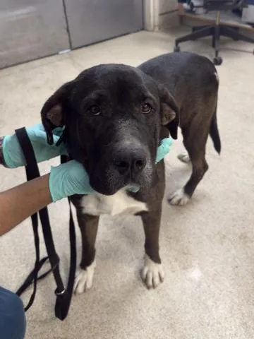 An adult large-sized male Labrador Retriever dog named Eeyore for adoption in Riverside, CA