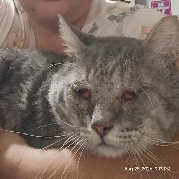 A senior small-sized male Gray / Blue / Silver Domestic Short Hair cat named Beven for adoption in Casa Grande, AZ