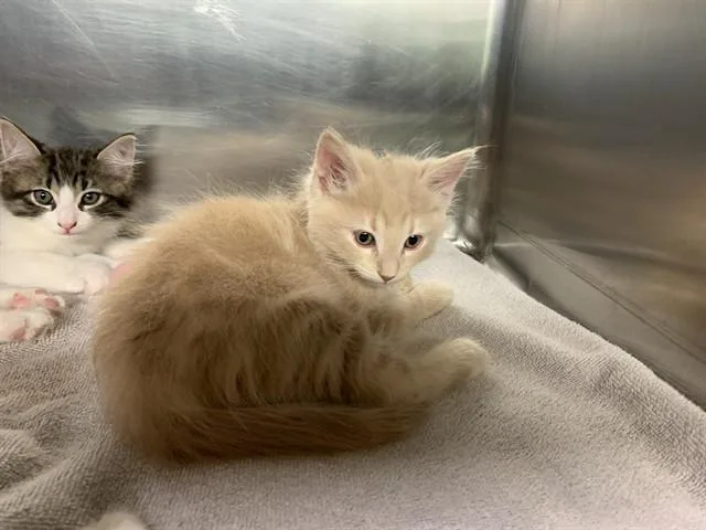 A baby small-sized male Domestic Short Hair cat named Honda for adoption in Grand Prairie, TX