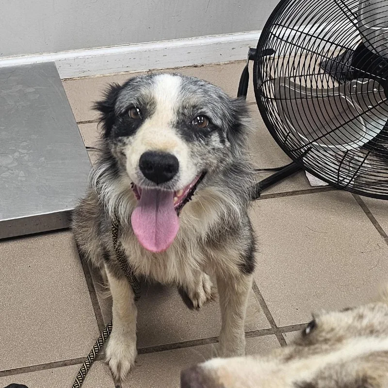 A young small-sized male Black Australian Shepherd dog named Dooney for adoption in Starkville, MS