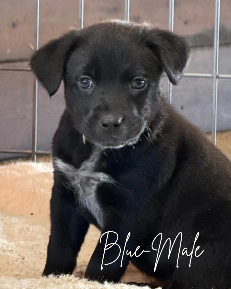 A baby medium-sized male Black Labrador Retriever dog named Hank for adoption in Herald, CA