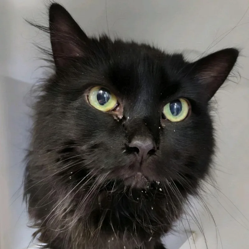 A senior large-sized female Domestic Long Hair cat named Coco for adoption in Norfolk, NE