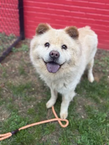 An adult large-sized female Mixed Breed dog named Ciao for adoption in West Chester, PA