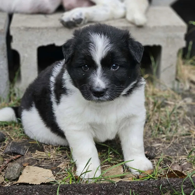 A young medium-sized male Australian Cattle Dog / Blue Heeler dog named Miney for adoption in Fargo, ND