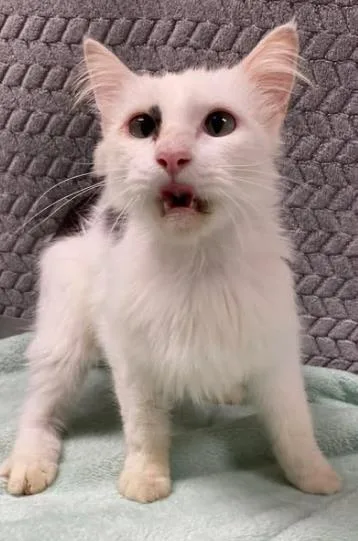 An adult small-sized female Domestic Medium Hair cat named Pecan for adoption in Lampasas, TX