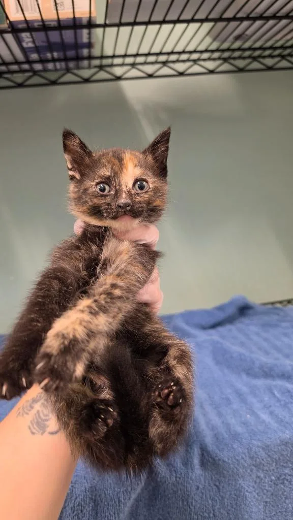 A baby small-sized female Domestic Short Hair cat named Bernadette for adoption in Athens, TN