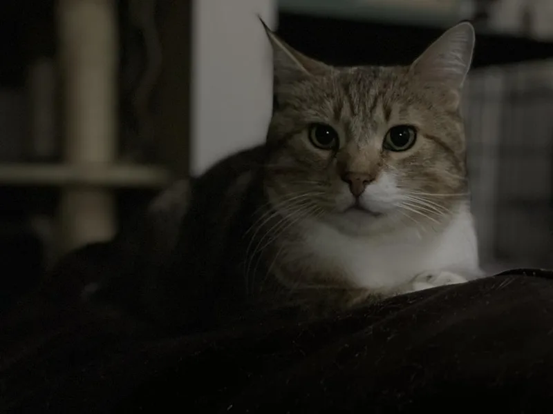 An adult large-sized male Domestic Short Hair cat named Chester for adoption in Olyphant, PA