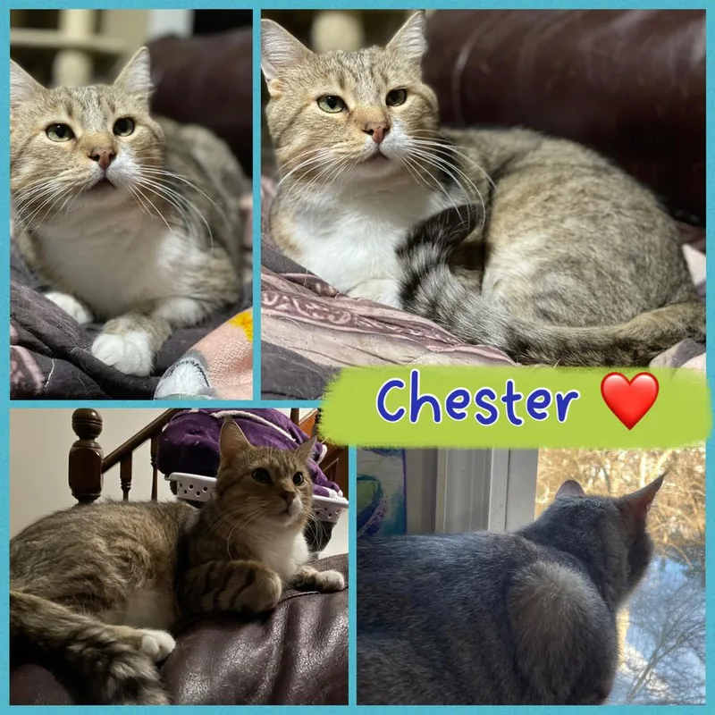 Chester thumbnail 3