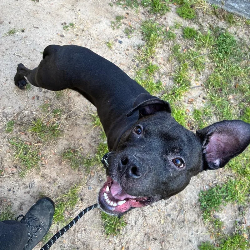 Rutledge thumbnail 2