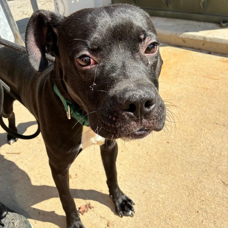 Rutledge thumbnail 3