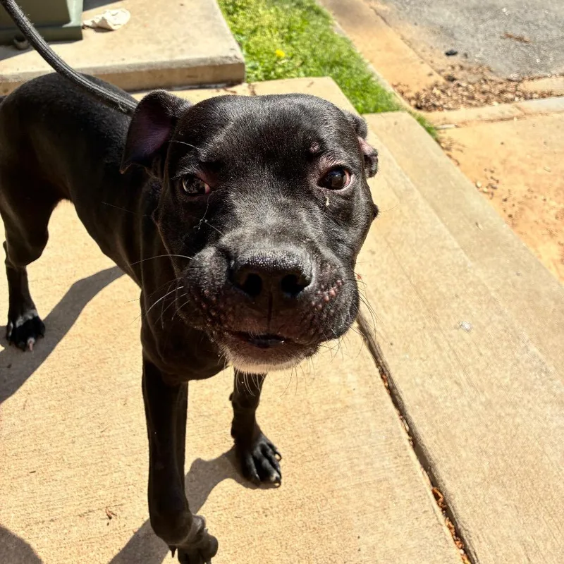 Rutledge thumbnail 4