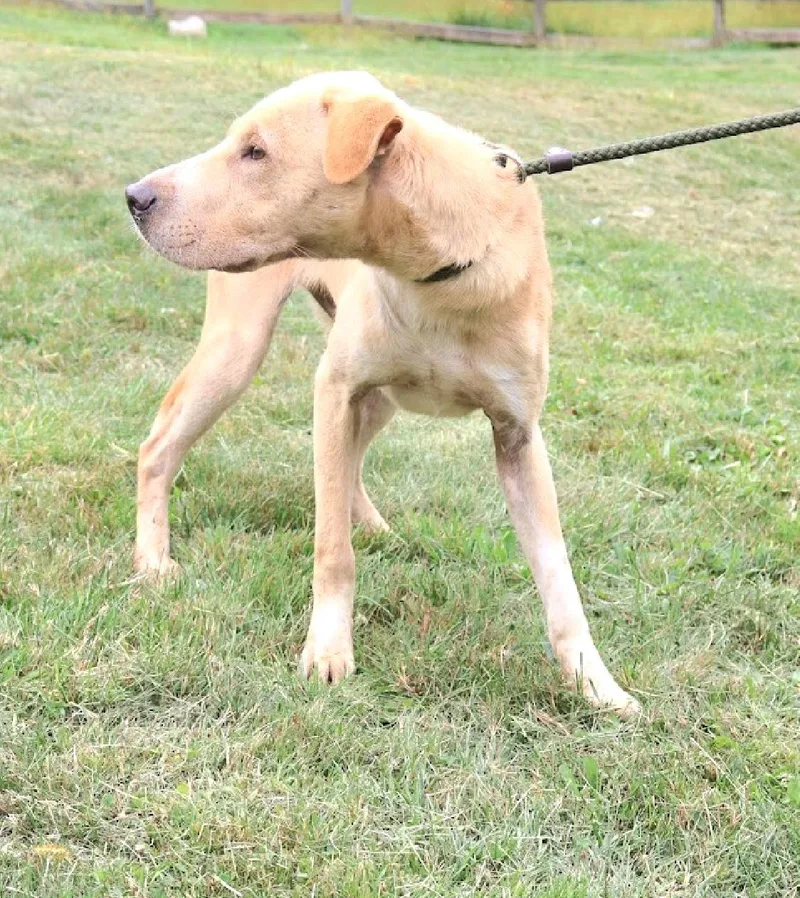 A young medium-sized male Apricot / Beige Labrador Retriever dog named BRAVE " In New for adoption in New York, NY