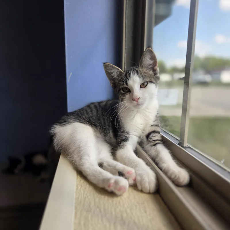 A young small-sized female Tabby (Buff / Tan / Fawn) Domestic Short Hair cat named Littlefoot for adoption in Brookings, SD