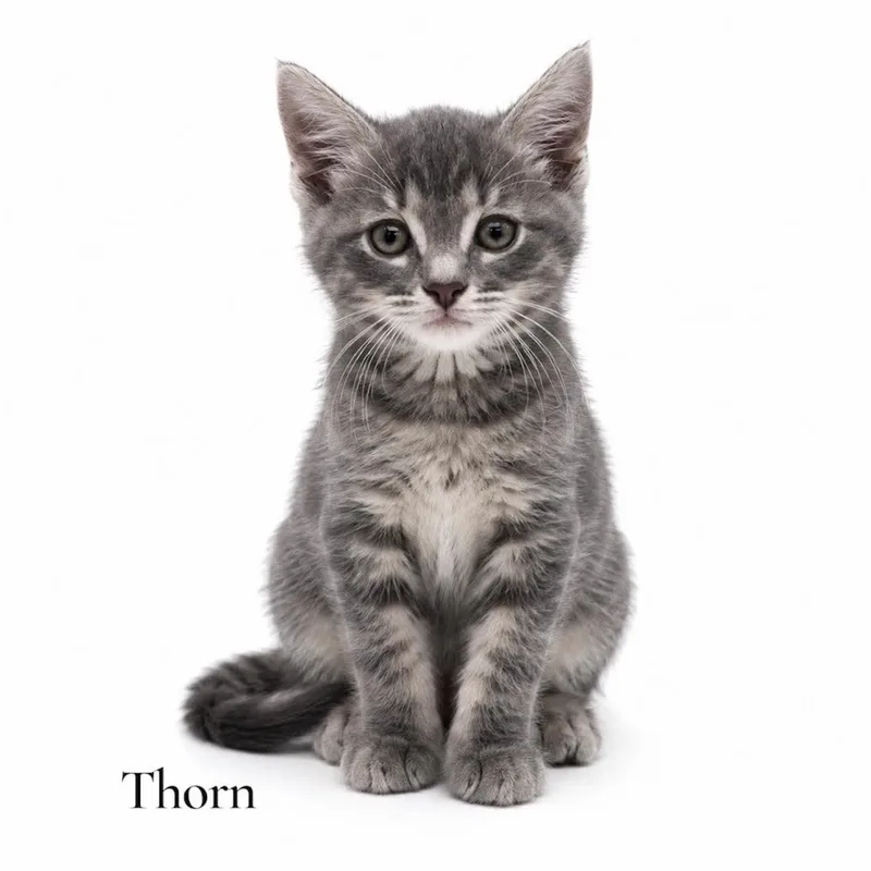 A baby medium-sized male Tabby (Gray / Blue / Silver) Domestic Short Hair cat named Thorn for adoption in Stevensville, MI