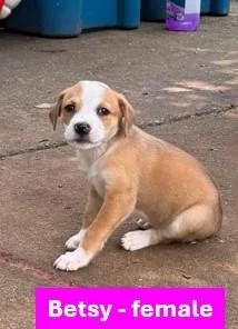 A young medium-sized female Apricot / Beige Yellow Labrador Retriever dog named Betsy  Americana Litter for adoption in Sheboygan, WI