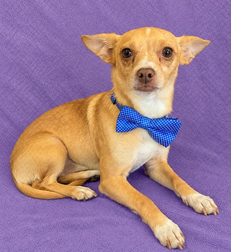 A young small-sized male Golden Chihuahua dog named Benny for adoption in Lodi, CA