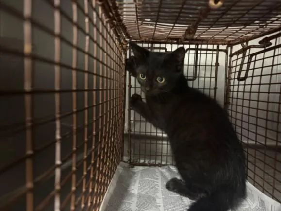 A baby medium-sized female Domestic Short Hair cat named Puma for adoption in Chatsworth, CA