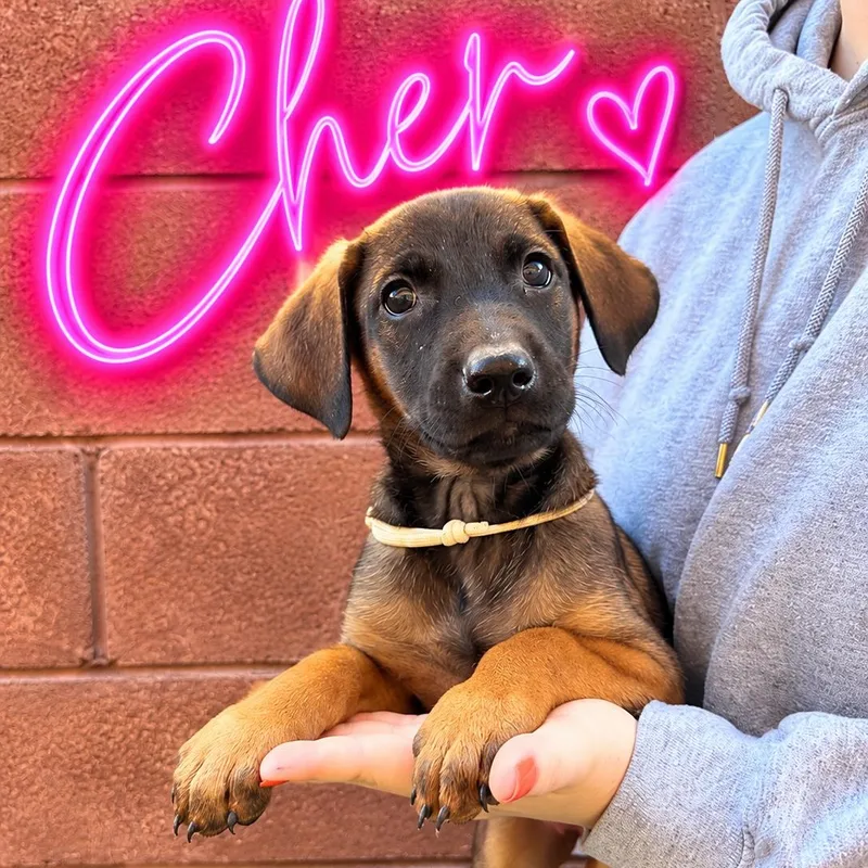 A baby medium-sized female Doberman Pinscher dog named Cher for adoption in Henderson, NV