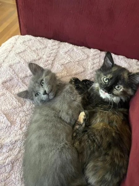 A baby small-sized female Domestic Medium Hair cat named Dos for adoption in Novato, CA