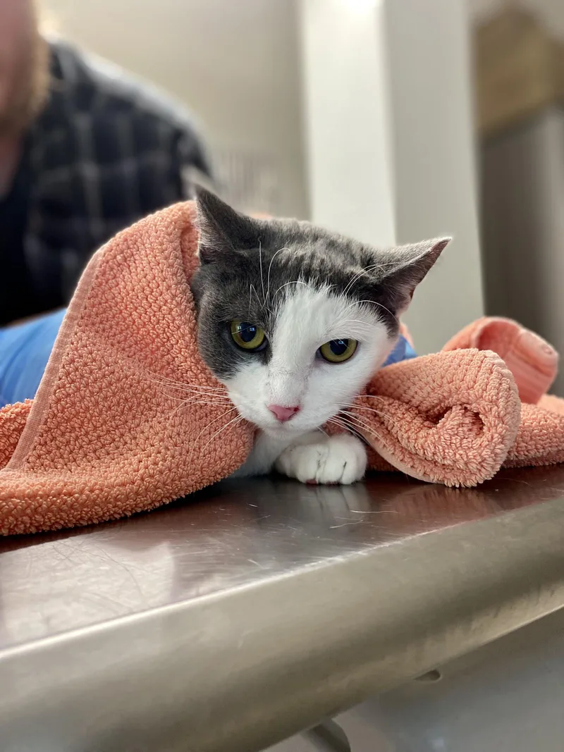 An adult medium-sized female Domestic Short Hair cat named Lorikeet for adoption in Beacon, NY